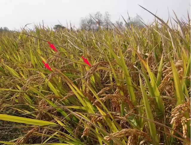什么！你吃的不是香喷喷的白饭而是鬼稻？浙大科学家解密鬼稻
