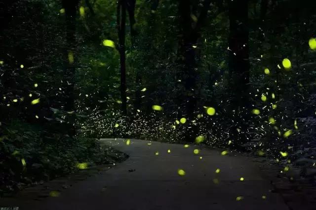 南京的夏天是个美丽的地方,南京的夏天依旧很美