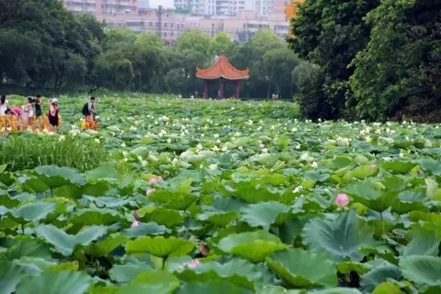 南京的夏天是个美丽的地方,南京的夏天依旧很美