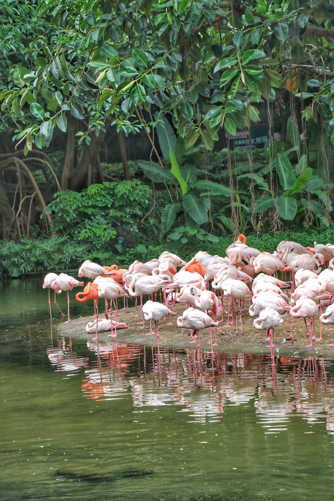 一月广州长隆野生动物园游玩攻略,长隆海洋王国不可错过