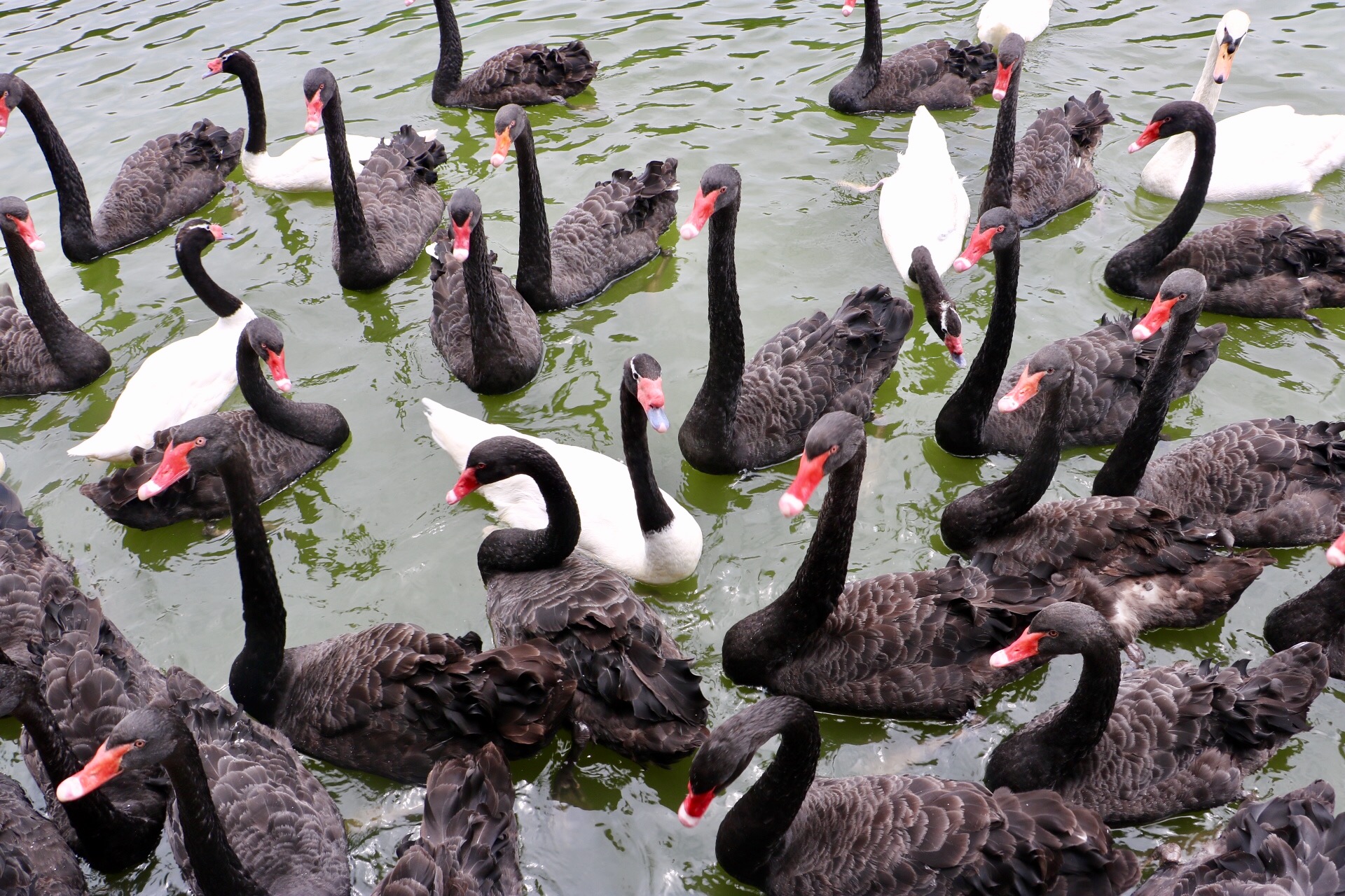 一月广州长隆野生动物园游玩攻略,长隆海洋王国不可错过