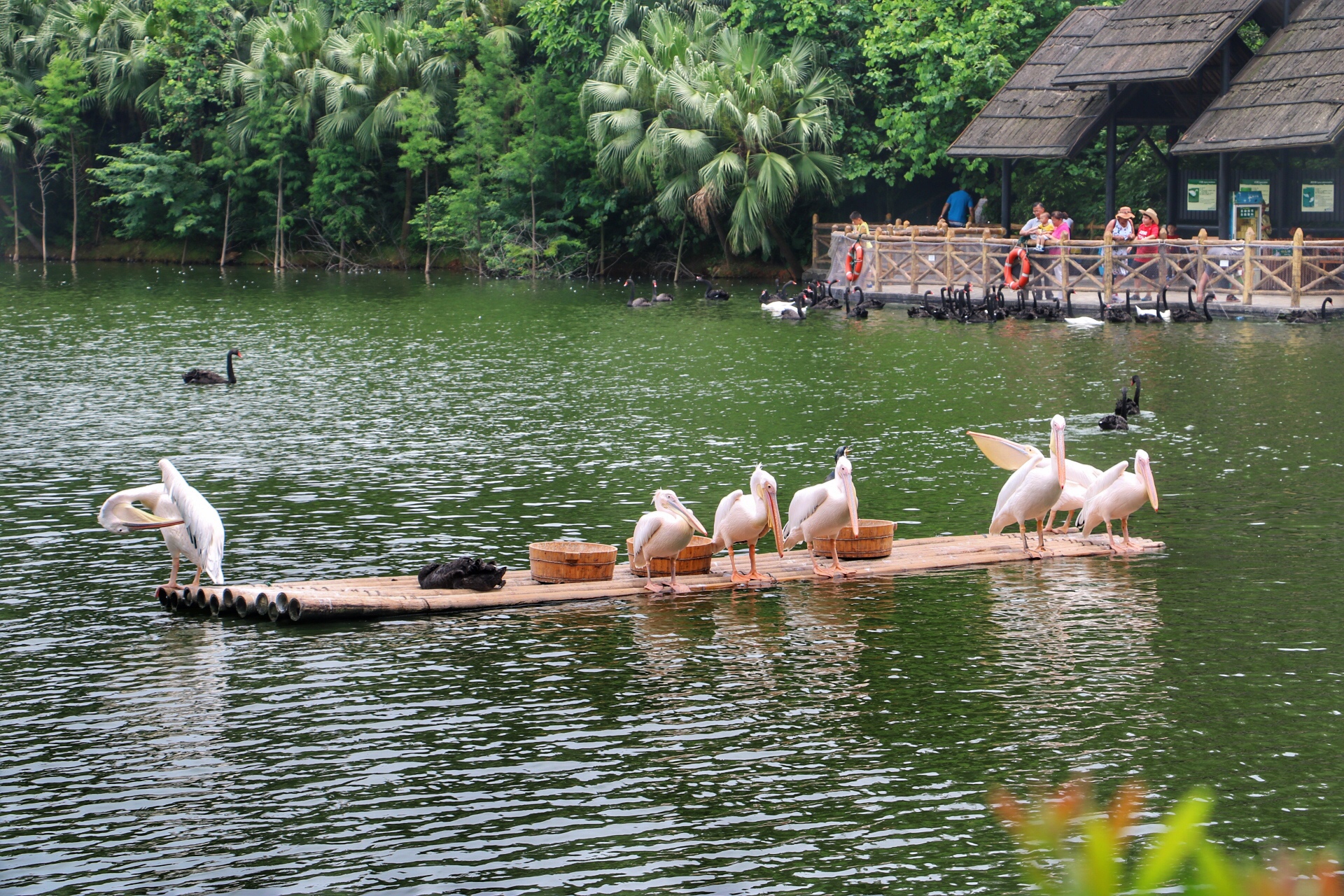 一月广州长隆野生动物园游玩攻略,长隆海洋王国不可错过