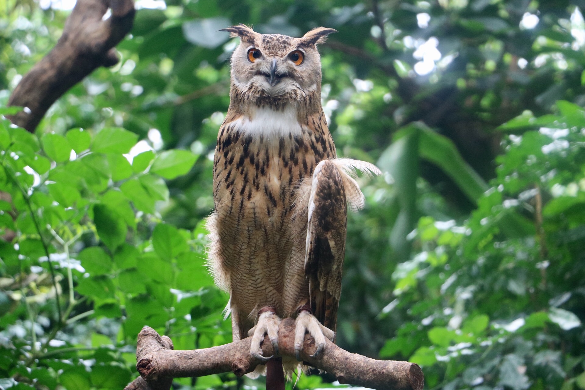 一月广州长隆野生动物园游玩攻略,长隆海洋王国不可错过