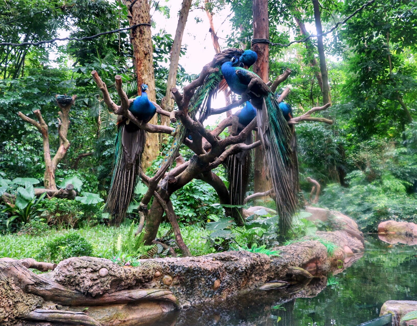 一月广州长隆野生动物园游玩攻略,长隆海洋王国不可错过