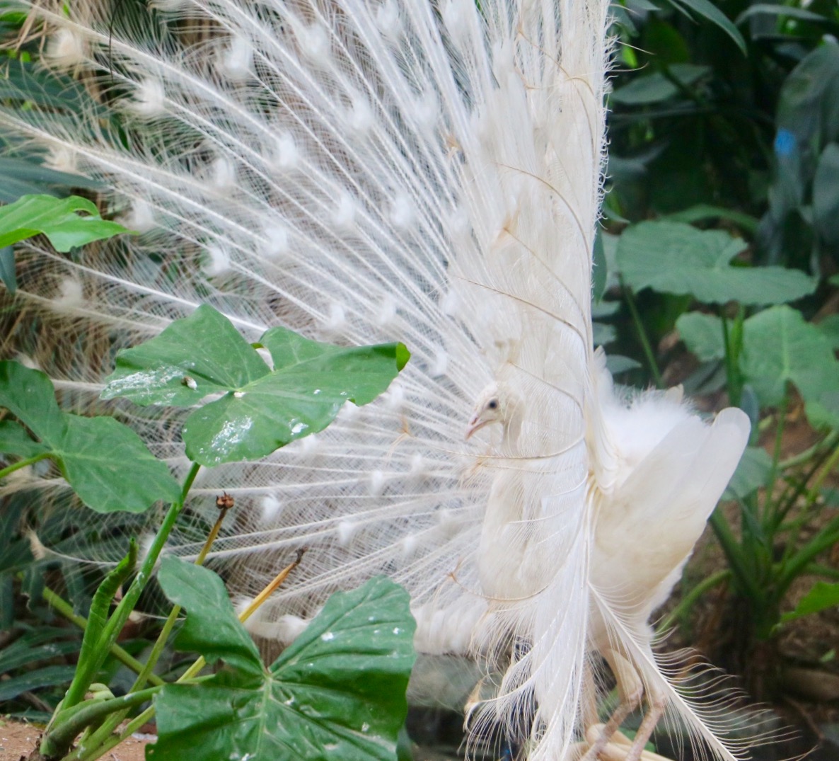 一月广州长隆野生动物园游玩攻略,长隆海洋王国不可错过