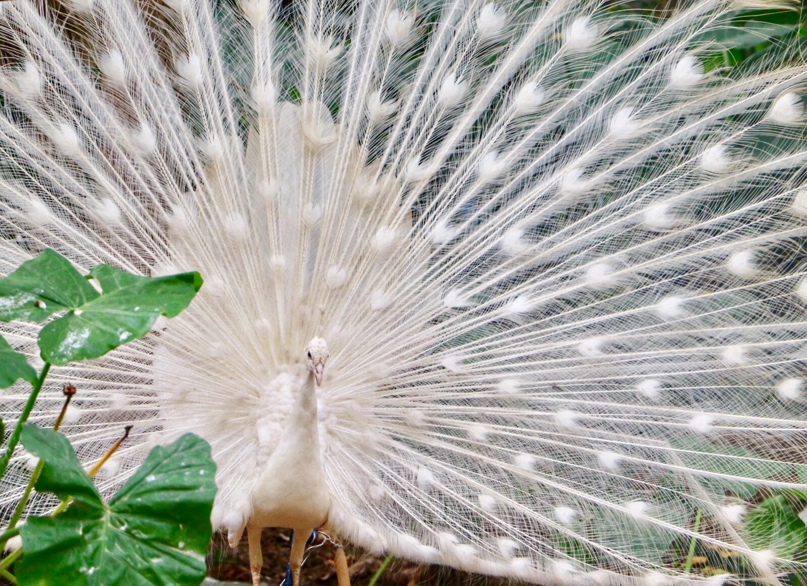 一月广州长隆野生动物园游玩攻略,长隆海洋王国不可错过