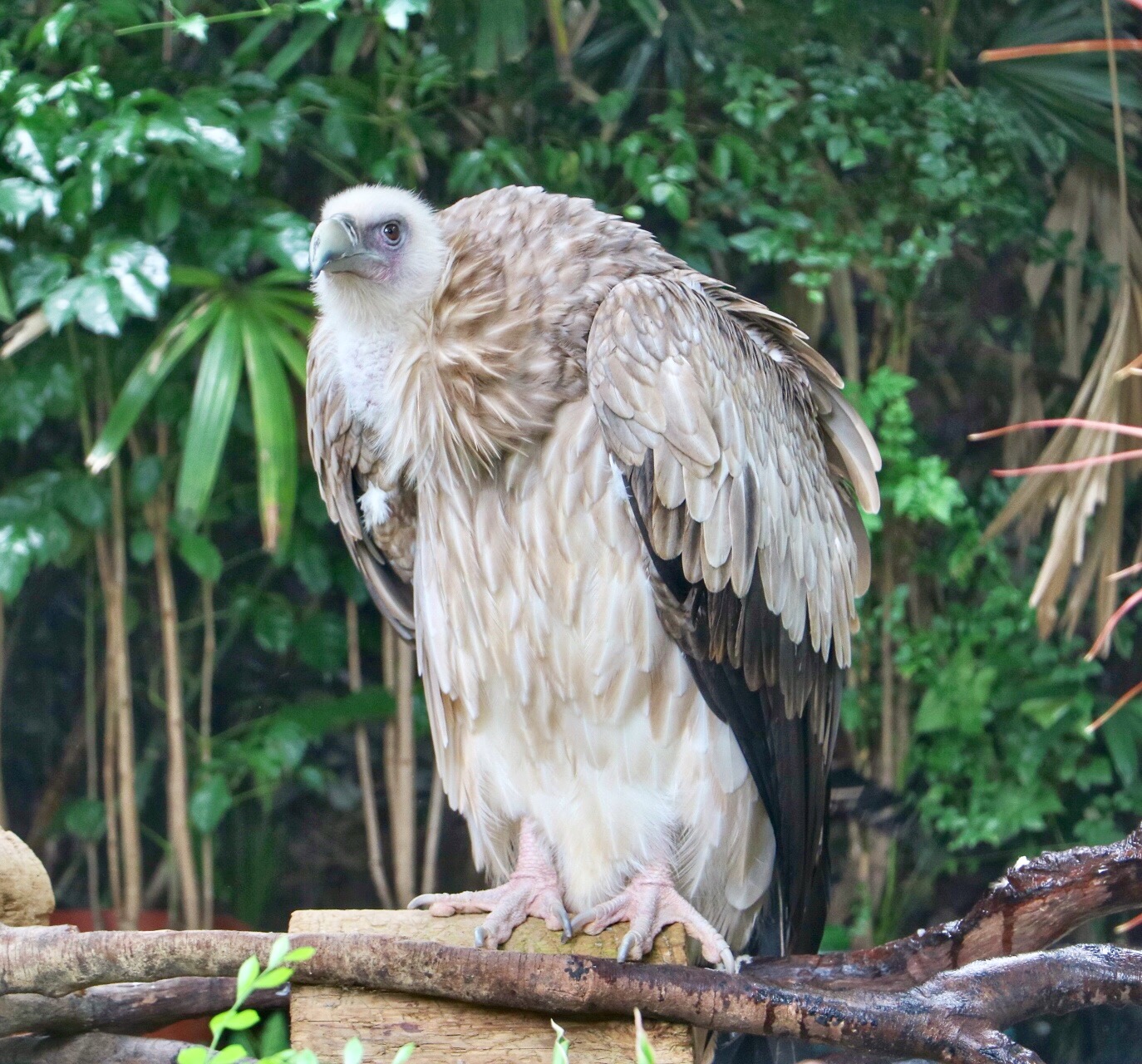 一月广州长隆野生动物园游玩攻略,长隆海洋王国不可错过