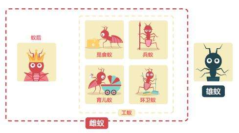 蚂蚁的生活习性科普,蚂蚁生活习性研究具体过程