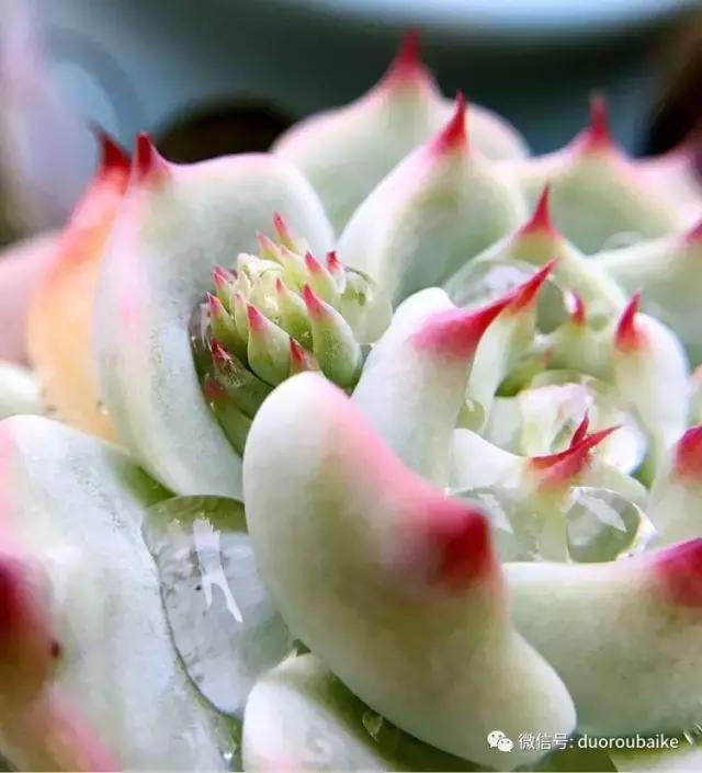 沉浸在花花草草的世界里,沉浸在动物和花海世界中