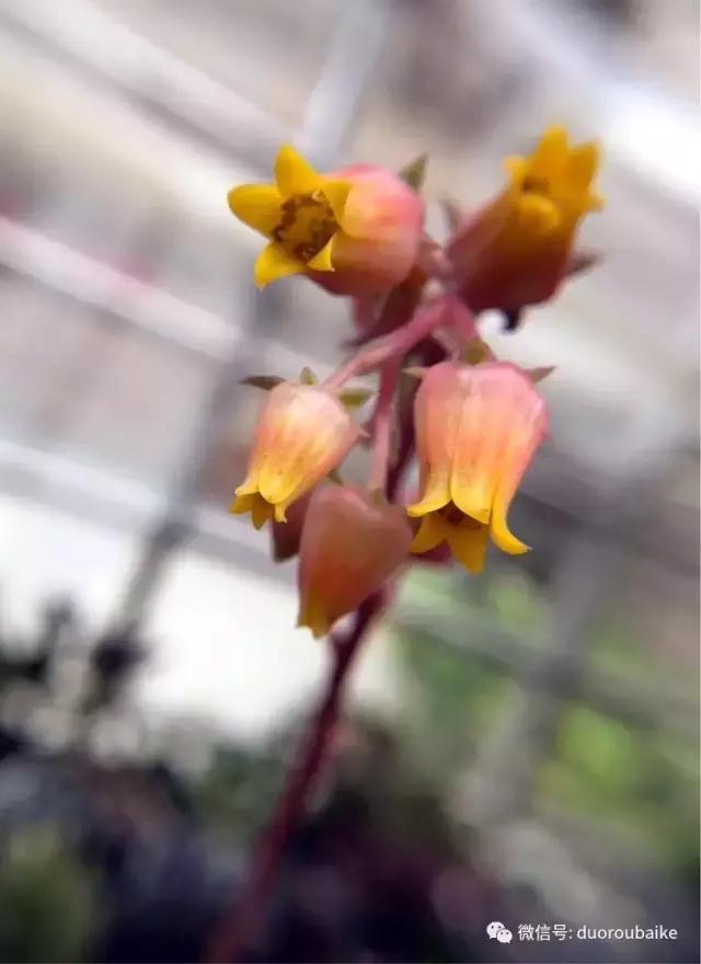 沉浸在花花草草的世界里,沉浸在动物和花海世界中