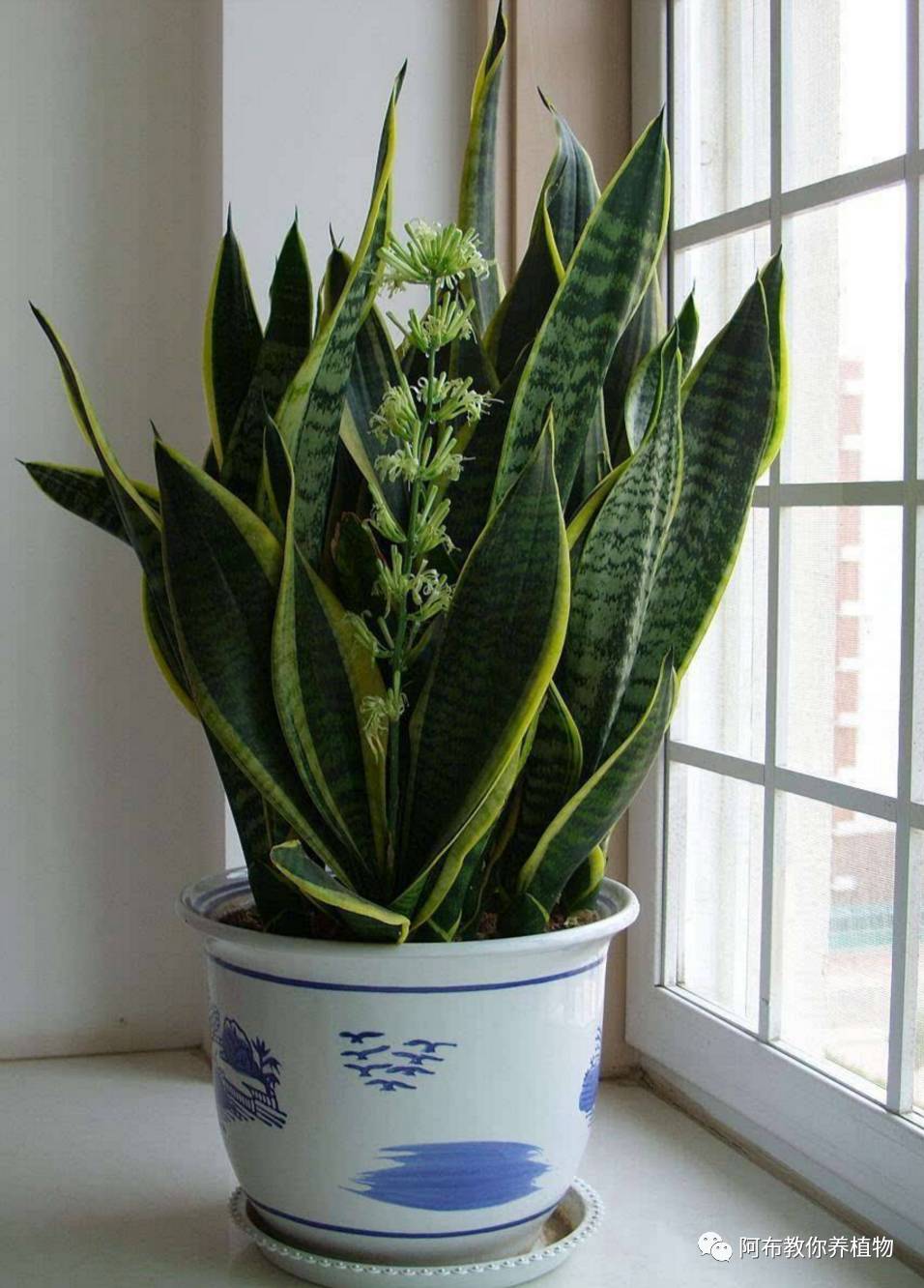 阿布教你养茉莉,阿布教你养植物