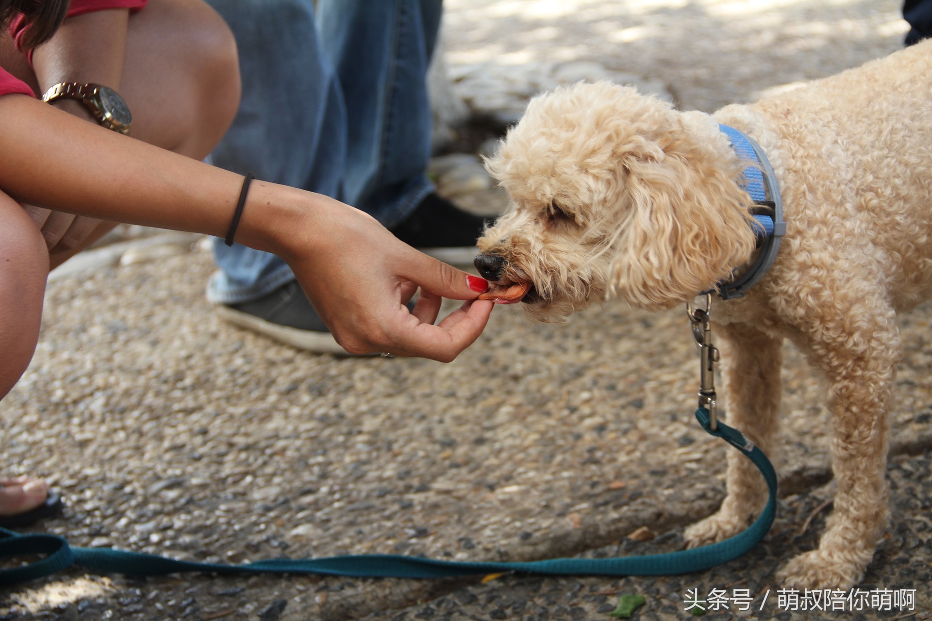 如何改变狗狗乱拉便便的坏习惯,怎么纠正狗狗乱上厕所