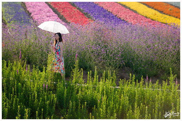 雪浪山门口花海,雪浪山马鞭草花海