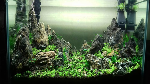 家居鱼缸水草,家里养水草缸风水上有什么说法