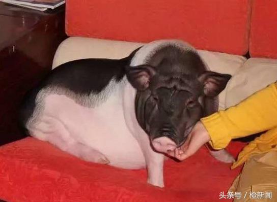 买小香猪当宠物长成40公斤大肥猪,买到假宠物猪