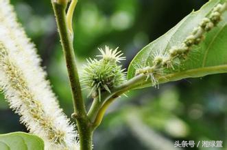 一说到栗子,就让人想到“举栗子”?