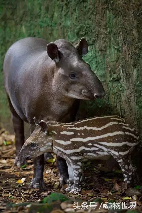 动物主题的儿童摄影,儿童拍摄动物世界图