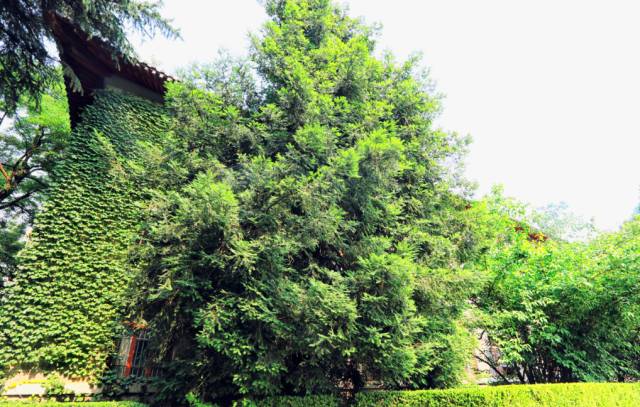 一树一故事｜南大爬山虎百年守望者