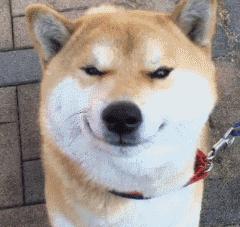 宠物狗不肯洗澡怎么办,养狗狗一天不在家怎么办