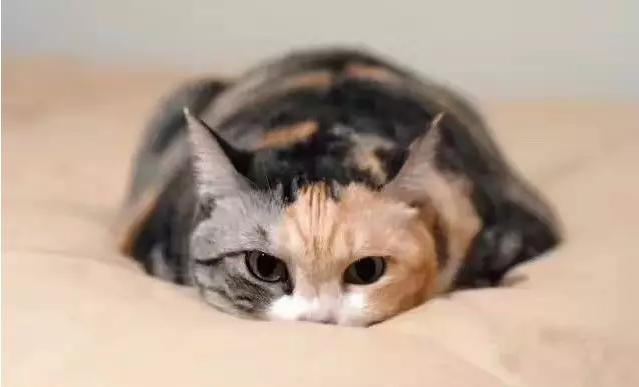 什么！你吃的不是香喷喷的白饭而是鬼稻？浙大科学家解密鬼稻