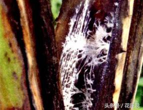 阳台种植蔬菜病害,阳台花卉常见病虫害及防治