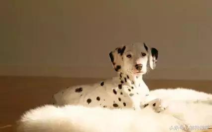 大麦町斑点狗杭州禁养吗,大麦町犬的斑点是怎么形成的