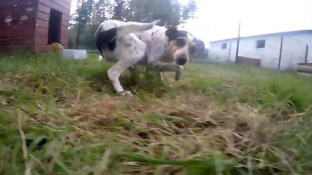 被囚禁多年的狗狗变驼背，放出笼子的那一刻，看哭了很多人！