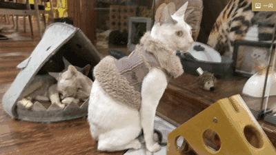 论“在餐厅一边看mao片，一边撸”，是一种什么样的体验？