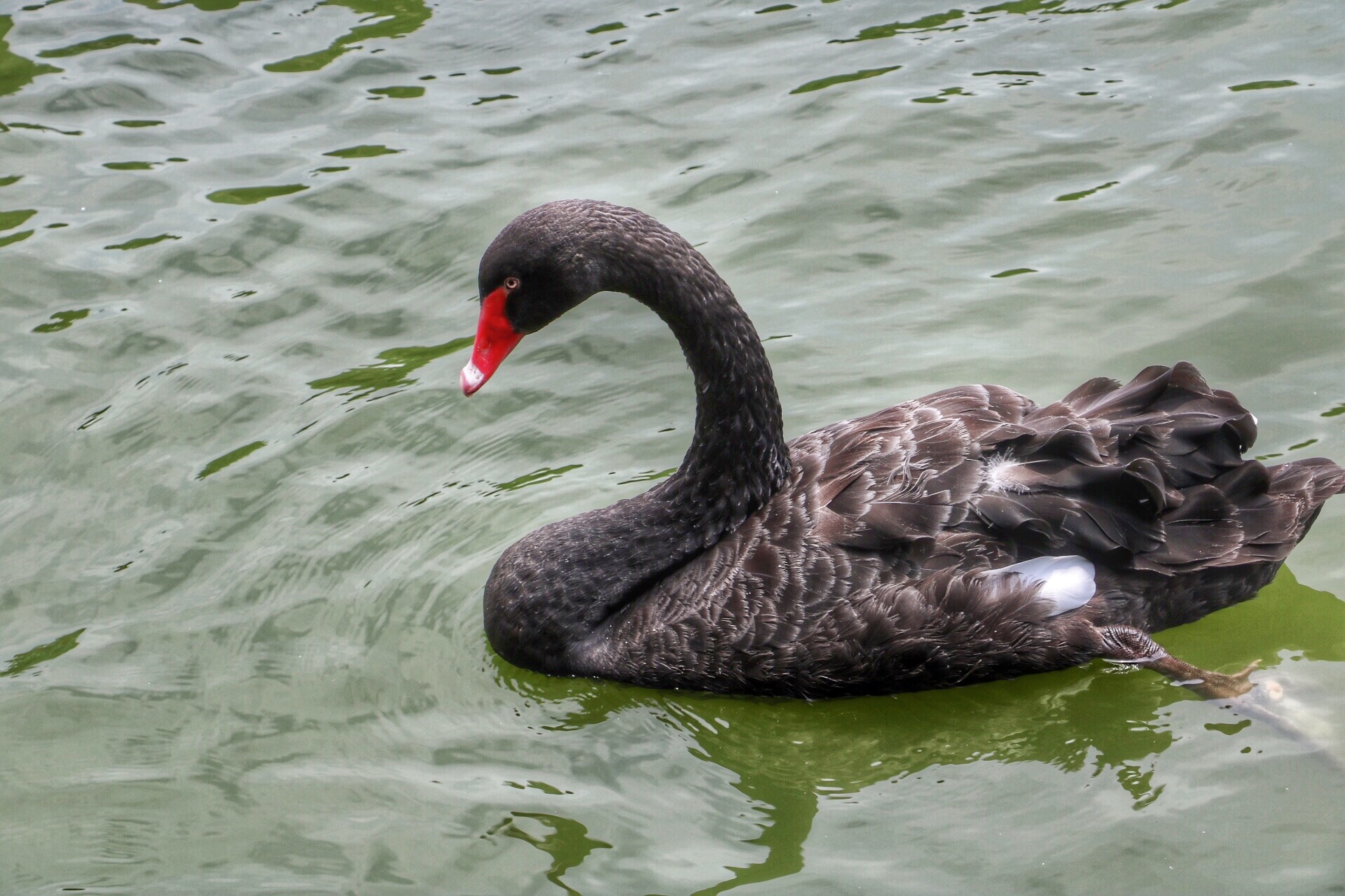 一月广州长隆野生动物园游玩攻略,长隆海洋王国不可错过