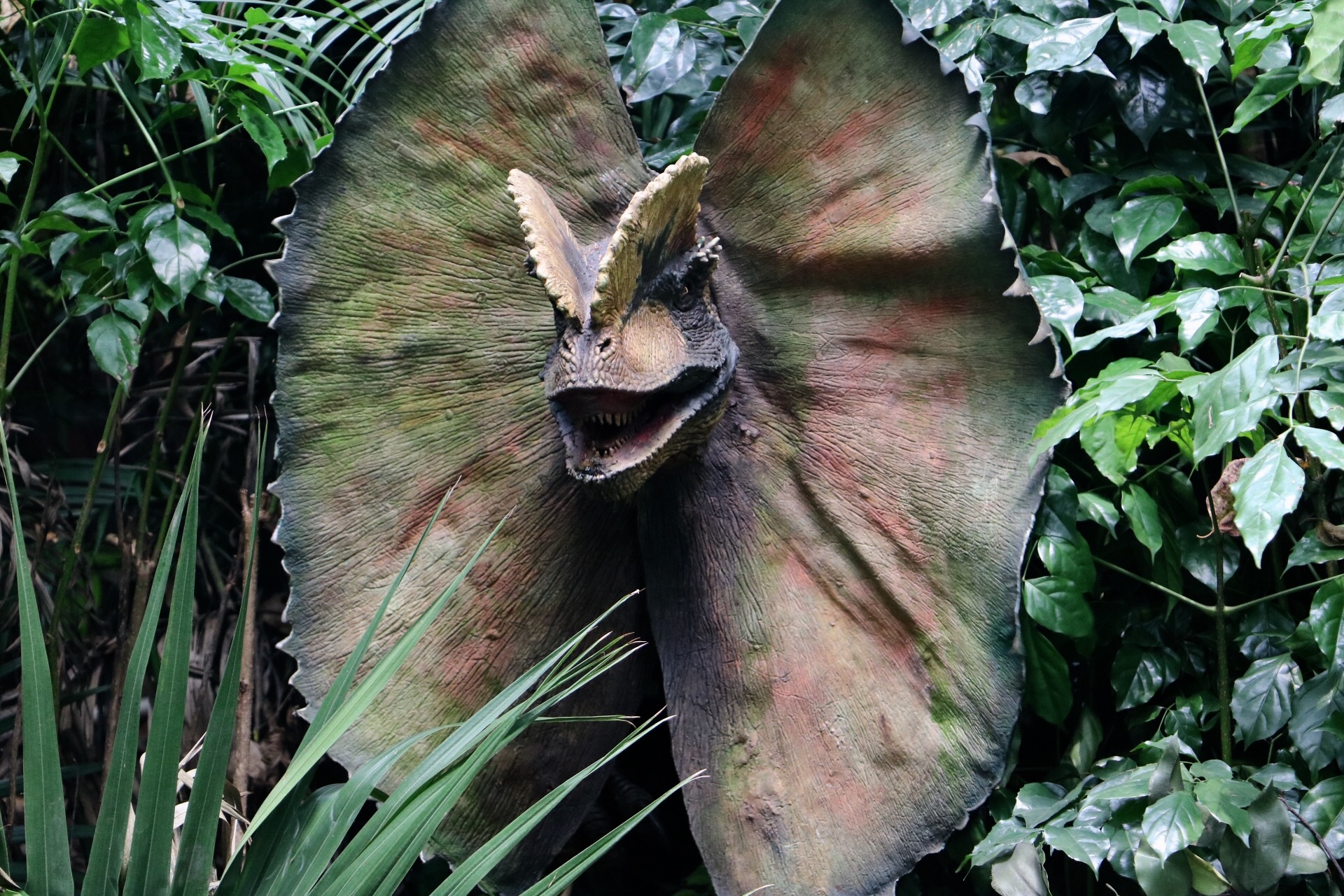 一月广州长隆野生动物园游玩攻略,长隆海洋王国不可错过