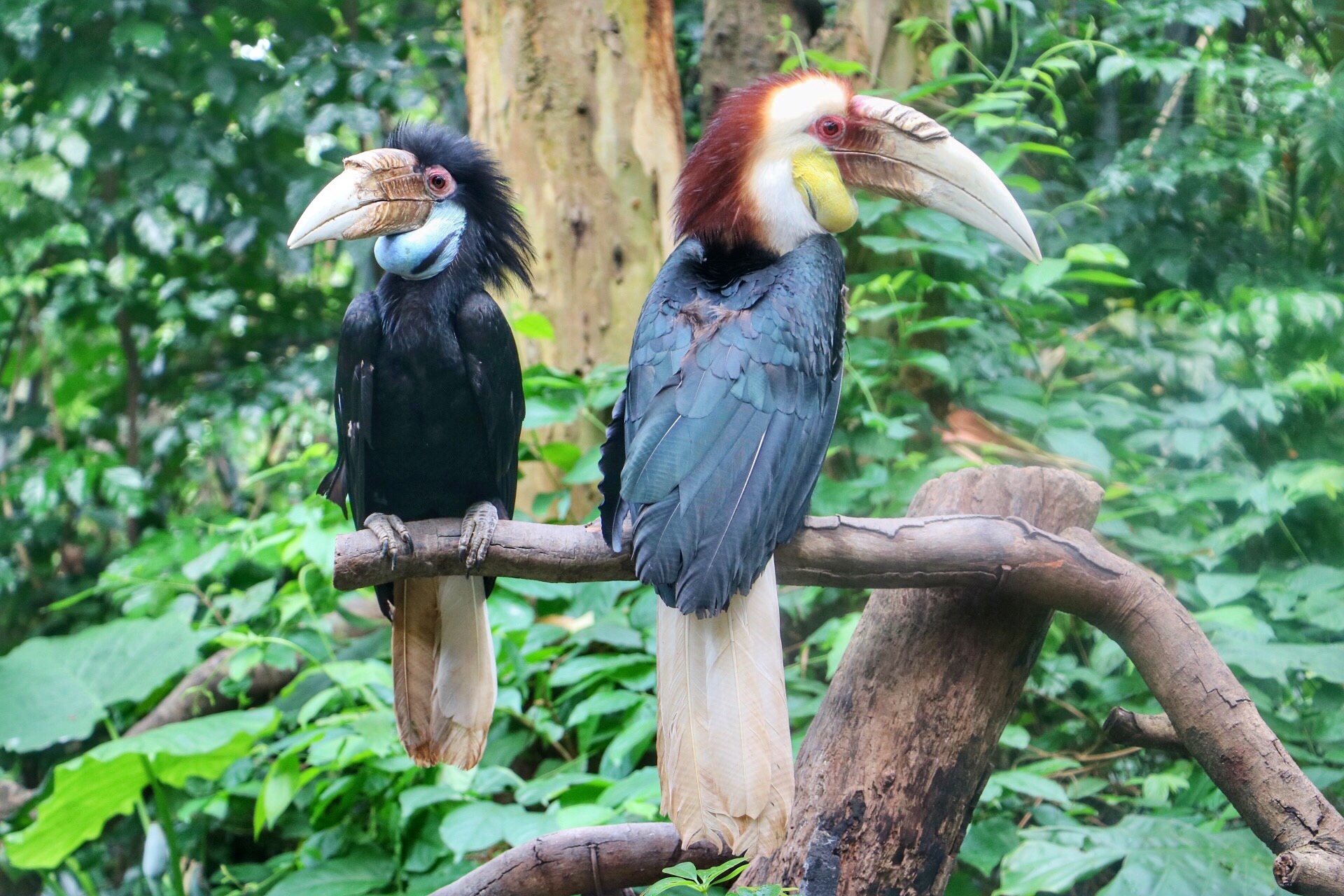一月广州长隆野生动物园游玩攻略,长隆海洋王国不可错过