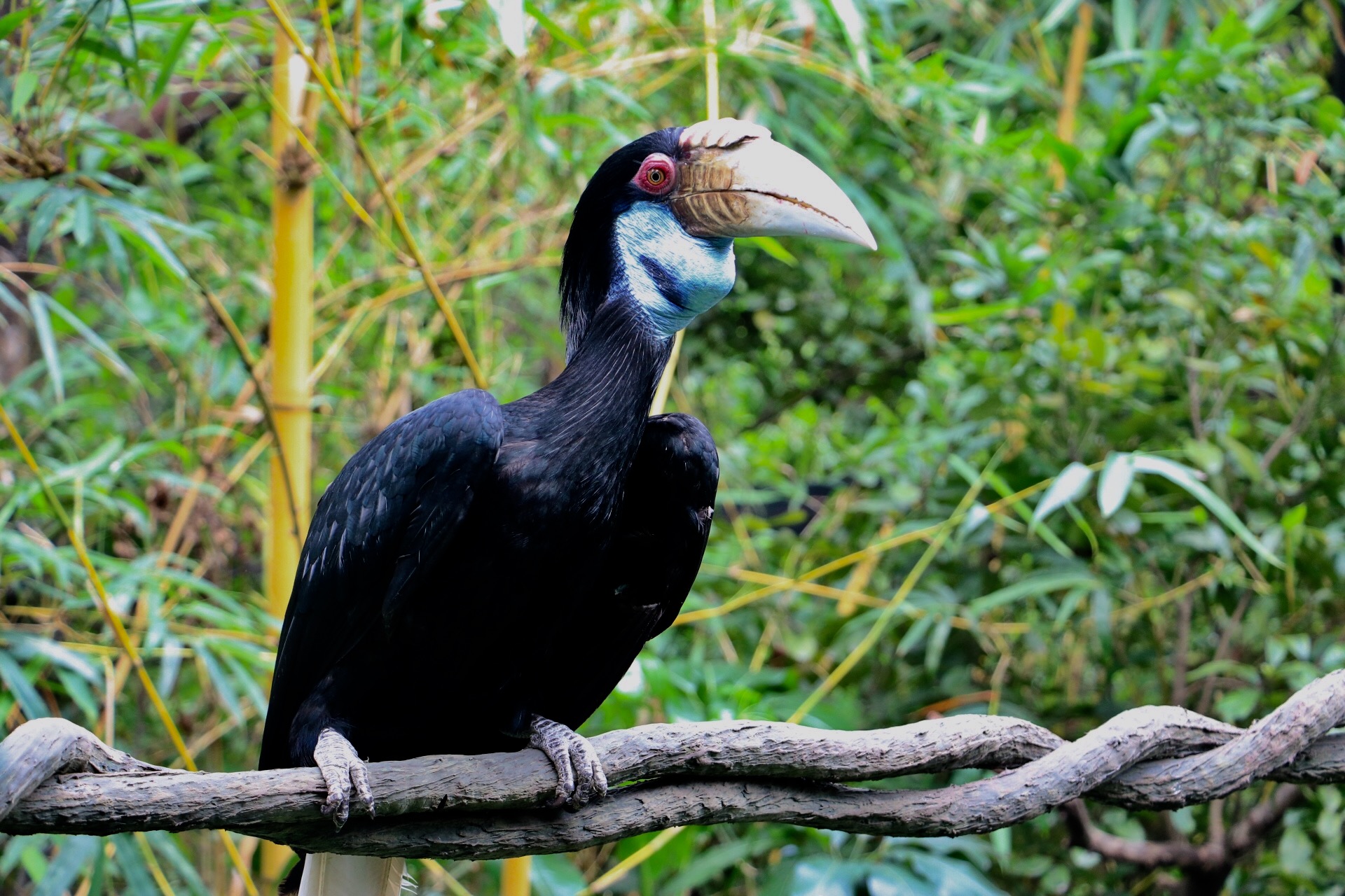一月广州长隆野生动物园游玩攻略,长隆海洋王国不可错过