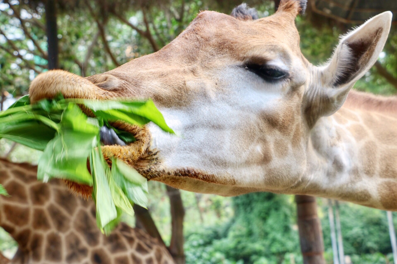 一月广州长隆野生动物园游玩攻略,长隆海洋王国不可错过