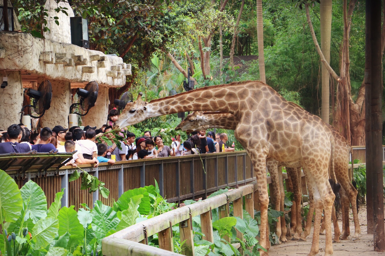 一月广州长隆野生动物园游玩攻略,长隆海洋王国不可错过