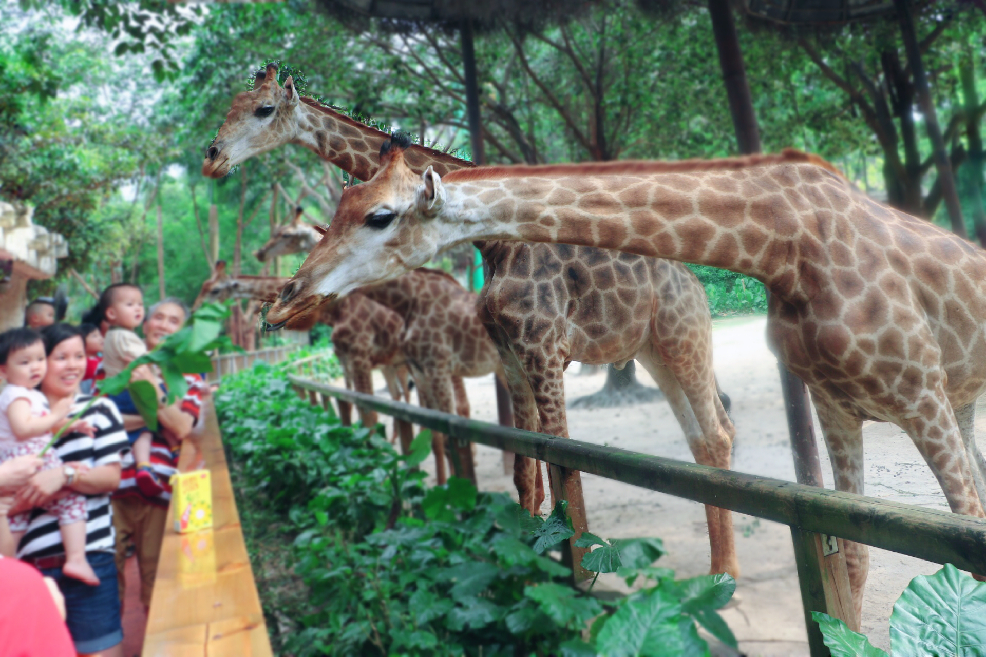 一月广州长隆野生动物园游玩攻略,长隆海洋王国不可错过