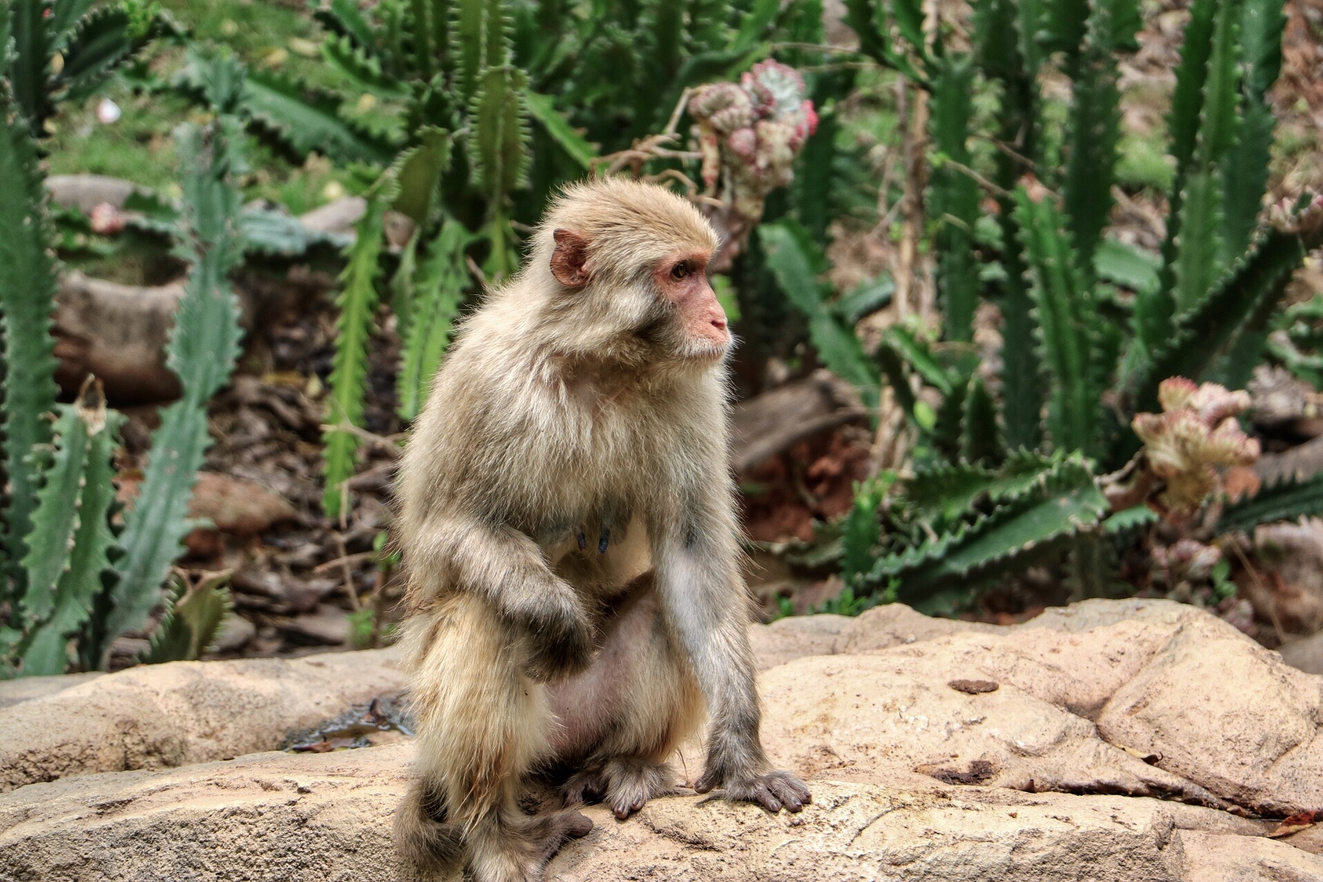 一月广州长隆野生动物园游玩攻略,长隆海洋王国不可错过