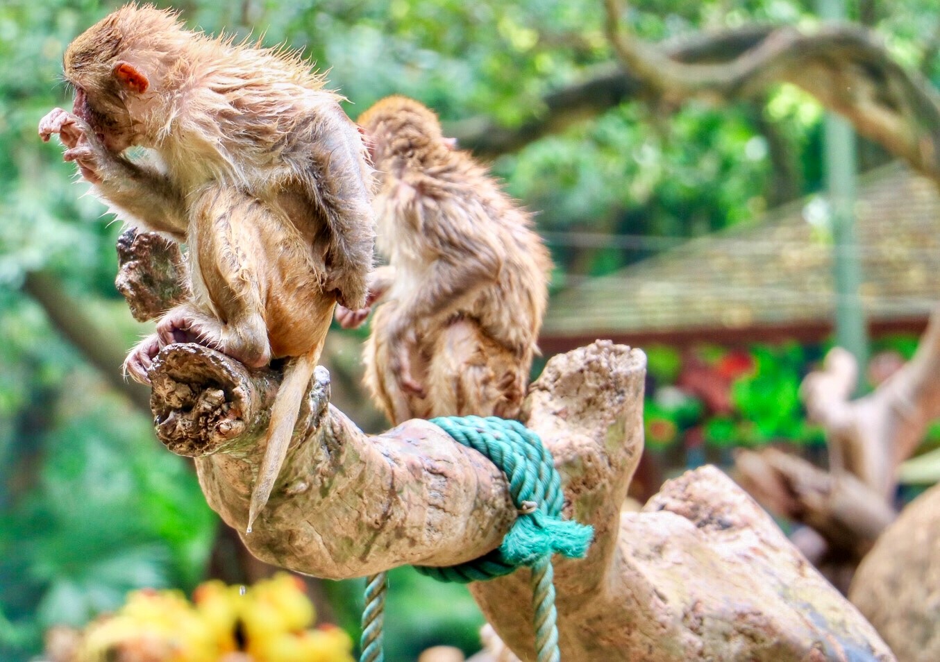 一月广州长隆野生动物园游玩攻略,长隆海洋王国不可错过