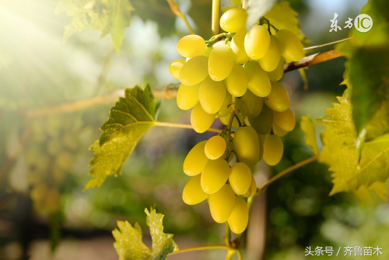 葡萄果粒发软怎么办,葡萄果梗细果粒小怎么办