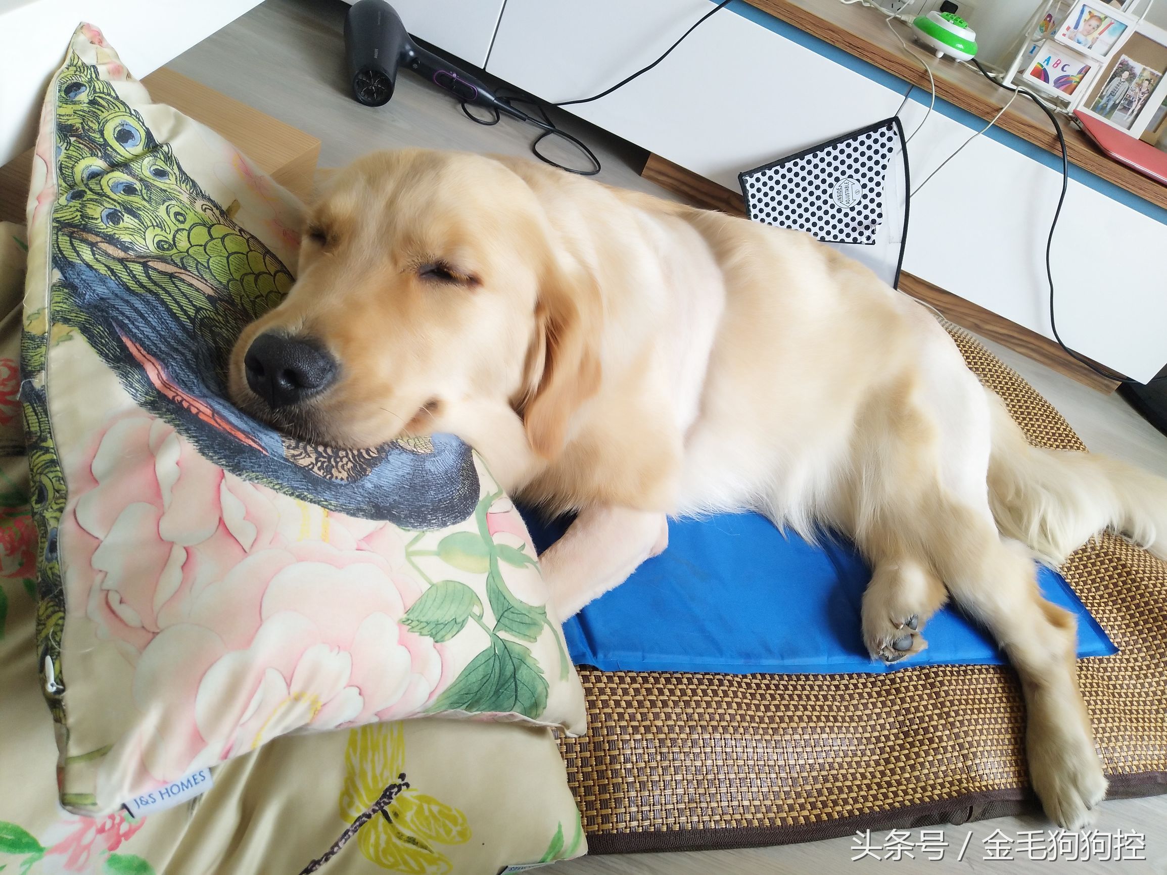 金毛成长记之毛孩子发情期尴尬糗事