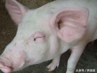 猪场常见疾病及预防方案,猪场急救妙招