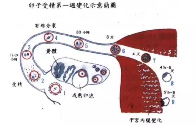 怀孕最重要的时间点是哪一天？