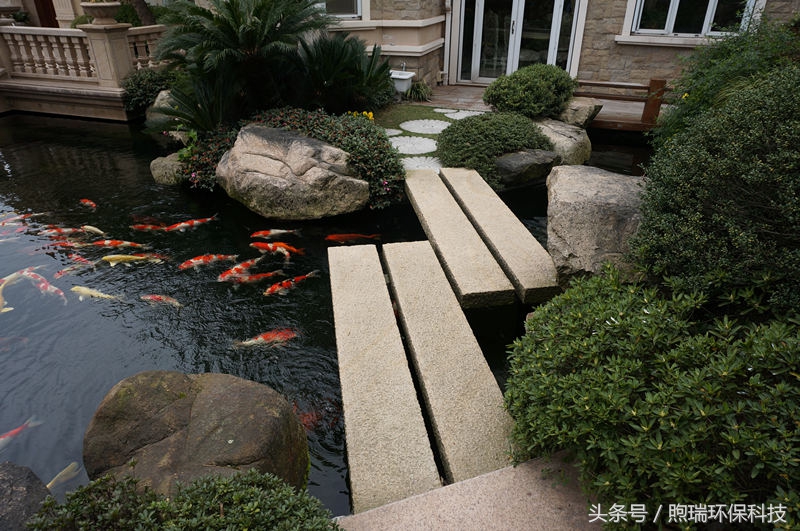 我宁愿化做池塘里的一尾锦鳞,不畏浮云,不惧声色,不问世俗!