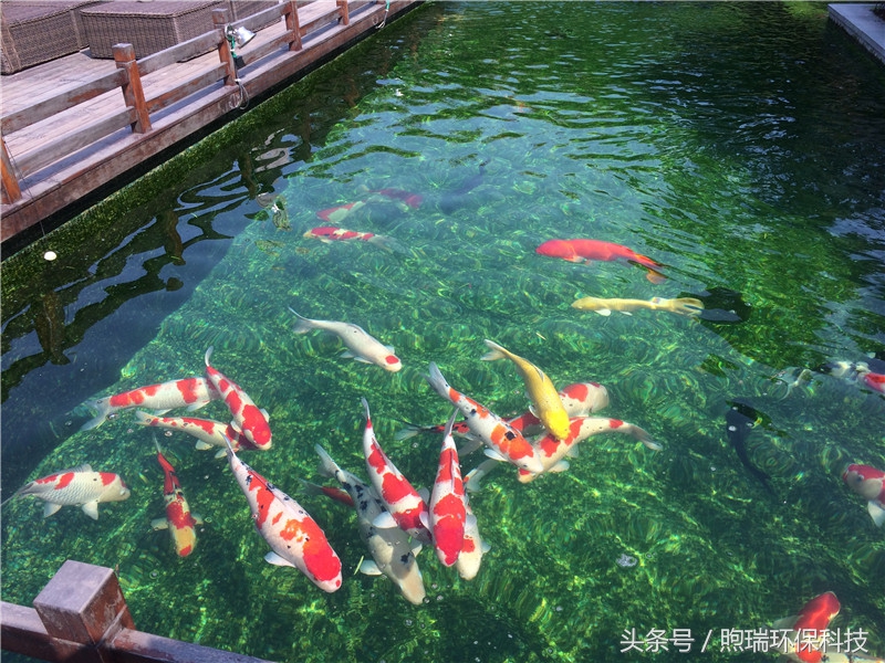 我宁愿化做池塘里的一尾锦鳞,不畏浮云,不惧声色,不问世俗!