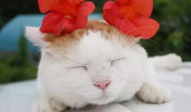 职场表情包朋友圈,职场表情包套装