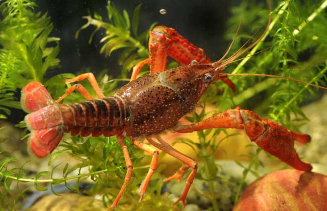 养小龙虾赚钱吗怎样养殖确保收益,养小龙虾最好的懒汉模式养殖技术