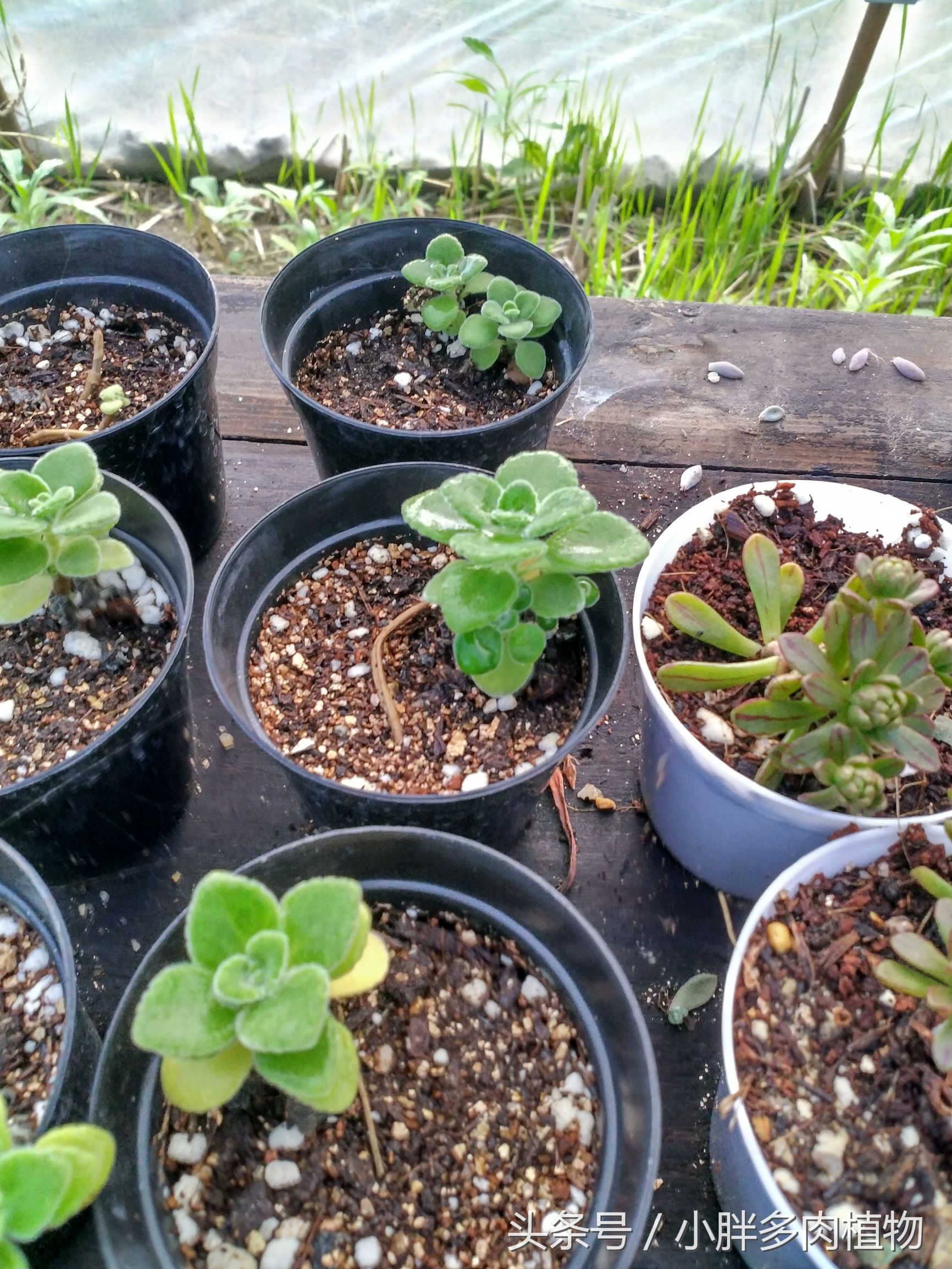 多肉植物小人祭品种大全,多肉植物小人祭可以叶插吗