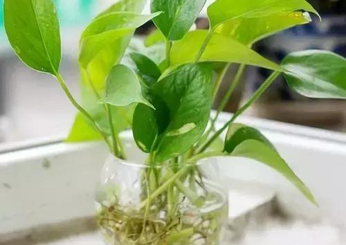 水培绿萝叶子发黄快速补救方法,水培绿萝怎么养才能更旺盛更绿