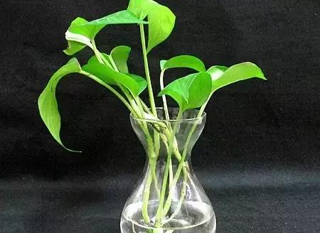 水培绿萝叶子发黄快速补救方法,水培绿萝怎么养才能更旺盛更绿