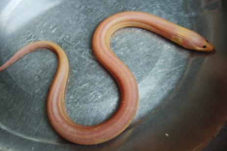 有没有长得像蛇一样的鱼,大部分人都没见过的鱼