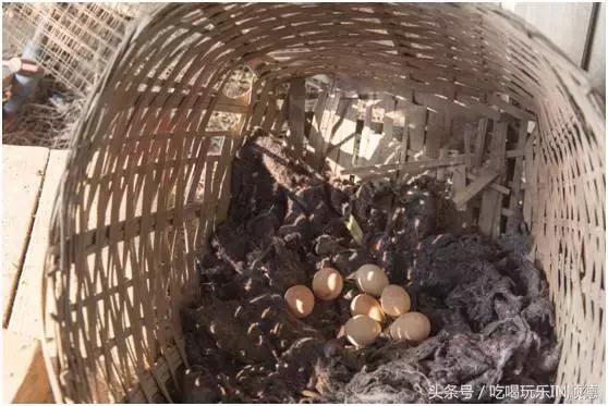 高配的自家农场农庄开始大放价,38蚊/打湛江生蚝!1蚊炸云吞